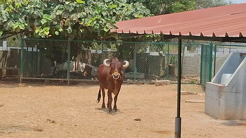 Varthur Gurukula group activities